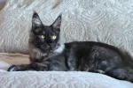 pet-image