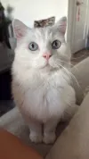 pet-image