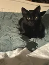 pet-image
