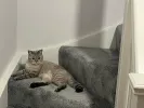 pet-image