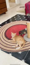 pet-image