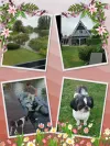 pet-image