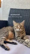 pet-image
