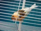 pet-image