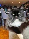 pet-image