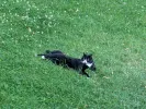 pet-image