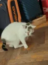 pet-image