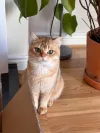 pet-image