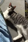 pet-image