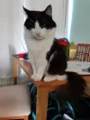 pet-image
