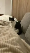 pet-image