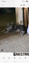 pet-image