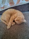 pet-image