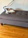 pet-image