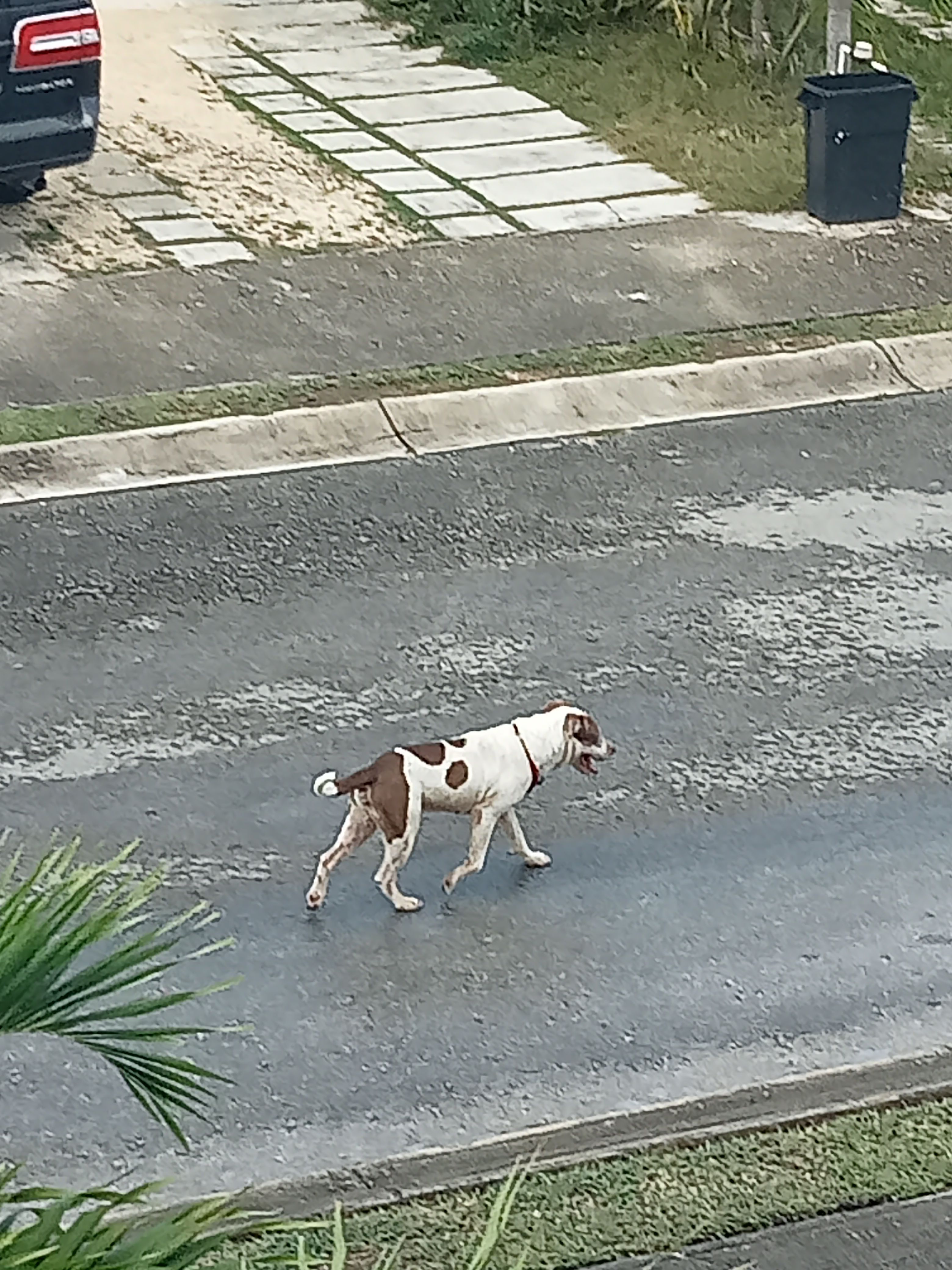 La mascota esta buscando a su du poster