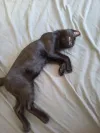 pet-image