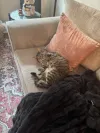 pet-image