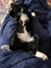 pet-image