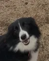 pet-image