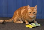 pet-image