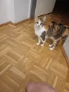 pet-image