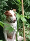 pet-image