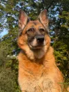 pet-image