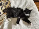 pet-image