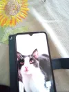 pet-image