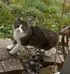 pet-image