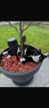 pet-image