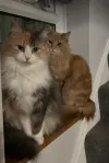 pet-image