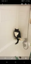 pet-image