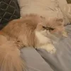 pet-image