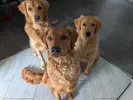 pet-image