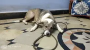 pet-image