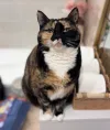 pet-image