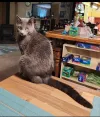 pet-image