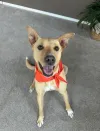 pet-image