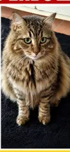 pet-image