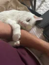 pet-image