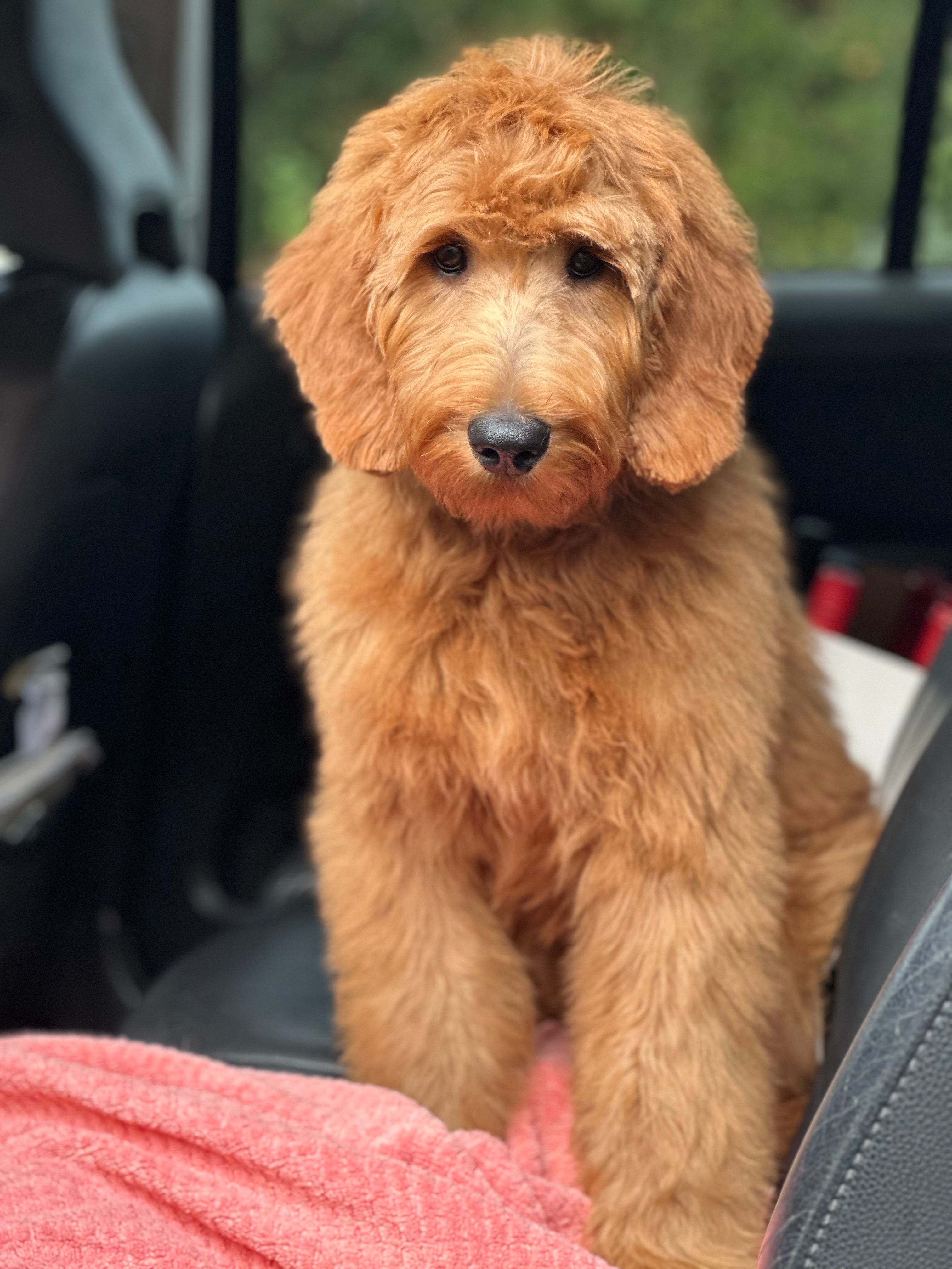 Golden doodle puppy poster