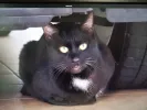 pet-image