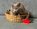 pet-image