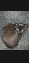 pet-image