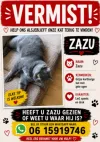 pet-image