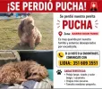 pet-image