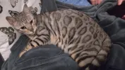 pet-image