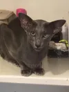 pet-image
