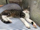 pet-image